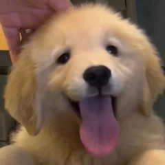 영연