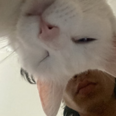 cooscanoogi