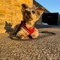 TheDog