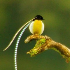 Francisco José Alcina Shiragami