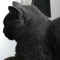 Blue Cat Music