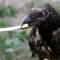 Crow