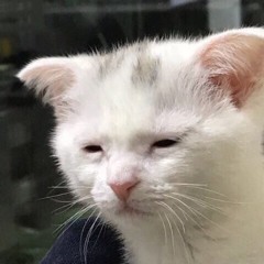 마이너잡이