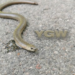YGW