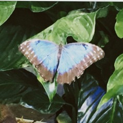 Alaskas_Orchids