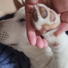 뿕쀍빵