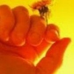 Butterfly12345555