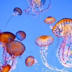 jellyfishjellyfishjellyfish