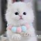loly