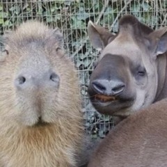 pidoras