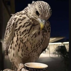 بوهــناد 𓅓