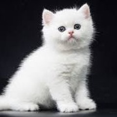 malik