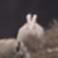 scarlettrose_the_jazz_girl