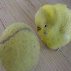 teedpods