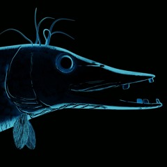 Slowpike - Official page