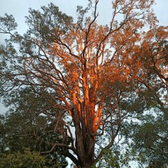 thescamartist/weedkiller