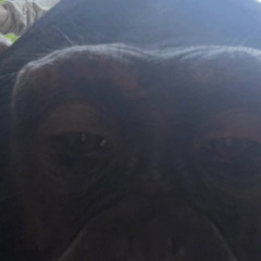 lilPeen