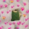 Kermit