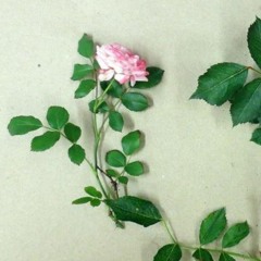 الجورية الوحيدة