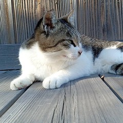 食パンマン