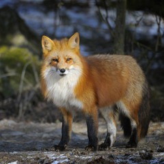 Foxy