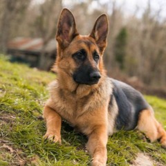 Brunswickmeart 1