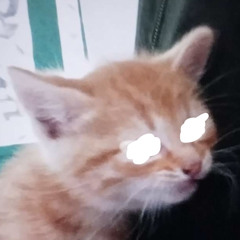 Theo, The Maker
