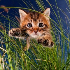 KONNI ⭑ ᕕ( ᐛ )ᕗ