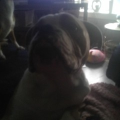 shxtface