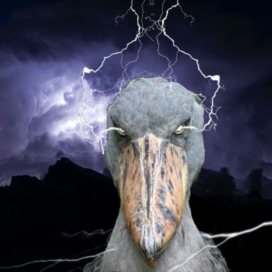 Stream #shoebillcore music | Listen to songs, albums
