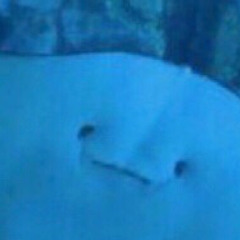 Владимир Шабанов