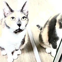 𝐵omfimorﾒ
