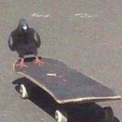$oft Pigeon