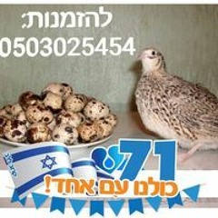 קדם שיווק ביצי שליו