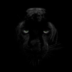 Black_Puma01