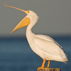 Peli Kan