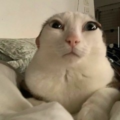 Meow