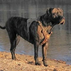 bandog
