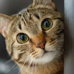 محمد عبد الله