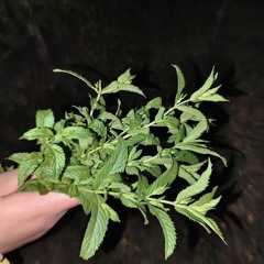 menta