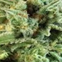 HBgreen503