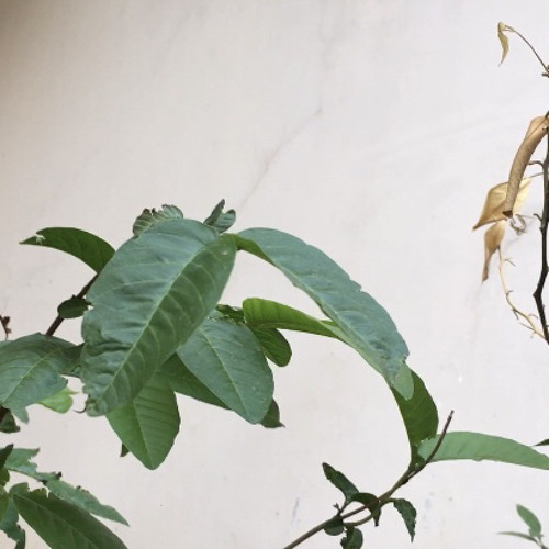 al gahel - الجاهل