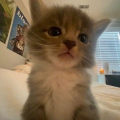 Алисик 🐱