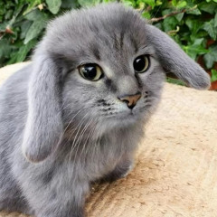 Jellybean