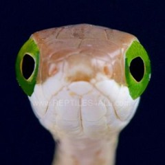 boomslang sound sistema