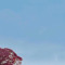 icyhityourho