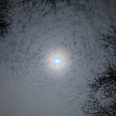 avenutian