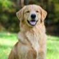 GoldenRetrieverGermanShepherdPawsomeAlphaSigmaDude