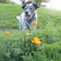 Lisa C. Sharry originals