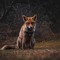 Foxxy